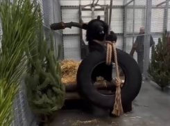 Мишку Машу с тяжелой судьбой доставили в Ростовскую область  