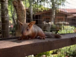 Восемь бельчат появились на свет в парке «Лога» в Ростовской области 