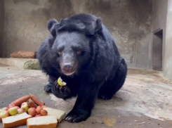 О подготовке медведей к спячке рассказали в ростовском зоопарке