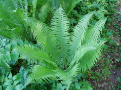 В Ростовской области растет редкий папоротник, листья которого похожи на перо страуса