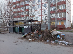 Из-за запрета выбрасывать ветки и листву в мусорные жбаны ростовчане будут реже обрезать деревья