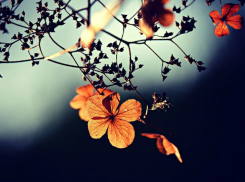 Прохладный и ветреный день: какая погода ожидает ростовчан 14 ноября