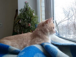 «Сотрудник» ростовского котокафе Персик переехал на ПМЖ в Москву