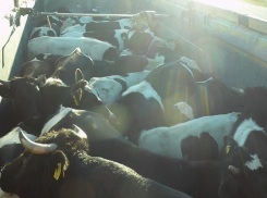 Красных быков незаконно вывозили из Ростовской области на мясокомбинат в Северную Осетию
