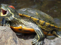 Подумайте дважды: в Ростовском зоопарке предупредили о последствиях содержания дома красноухих черепах