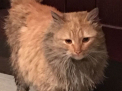 Рыжая красавица с печальными глазами разыскивает свой дом в Ростове