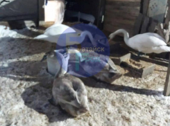 Симпатичный лебедь с промпредприятия в Батайске обрел новый дом 