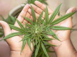 У жителя Ростовской области дома нашли 1,1 кг марихуаны