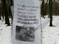 Ростовчан предупредили о жестокой и беспощадной травле собак гвоздями и салом