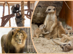 Вольер для крокодилов и ремонт львятника: планы ростовского зоопарка на 2023 год