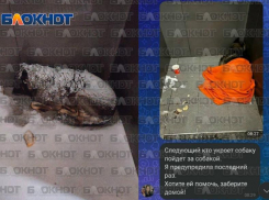 Уволенный из пиццерии курьер за спасение собаки от холода может оказаться в Ростовской области, и забрать любимца из приюта