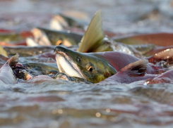 В Ростовской области нерест рыбы пройдет в экстремальных условиях