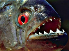 Любителям кровавых зрелищ предлагают купить стаю пираний в Ростове