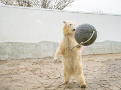В Ростовском зоопарке рассказали, почему вынуждены отдать Айку в Казахстан