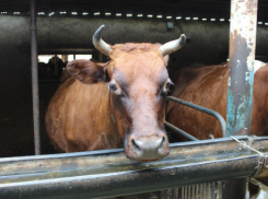 В Ростовской области ветеринары проводят вакцинацию скота против сибирской язвы