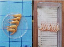 Азовское море в Ростовской области стало более солёным и наполнилось креветками