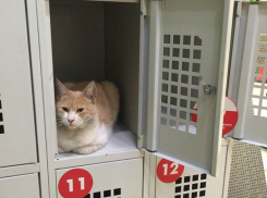 Забавные рыжие «братья-охранники» поселились в камерах хранения супермаркетов Ростова