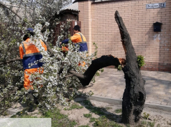 В Ростове устраняют последствия сильного ветра