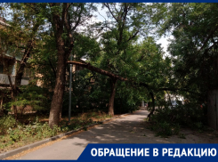 Жители Октябрьского района Ростова снова пожаловались на опасные деревья