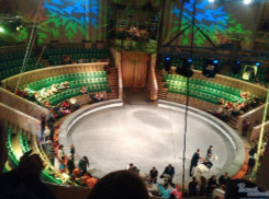 Поход в цирк шокировал жительницу Ростова