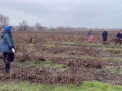 Полицейские накрыли схему незаконной миграции на сельхозугодьях в Аксайском районе