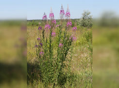 Редкий Иван-чай, который применяют при сифилисе и ангине, можно найти в Ростовской области