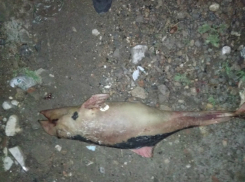 Трансформированного экологией дельфина-мутанта обнаружили на берегу моря под Ростовом