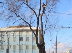Уничтожение деревьев на Большой Садовой у Ворошиловского проспекта вызвало возмущение ростовчан 