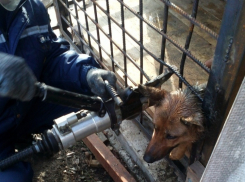 Донские спасатели помогли собаке вытащить голову из решетки
