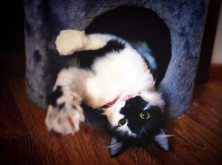 Жестоко избитую Зорюшку со сломанным хвостом обнаружили на остановке в Ростове