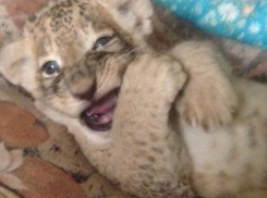 Трёх львят продает дончанин в сети