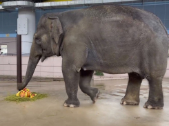 Слонихе Синте из ростовского зоопарка исполнилось 18 лет