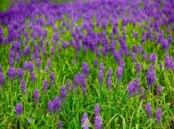 В Ботаническом саду ЮФУ зацвел яркий мускари армянский