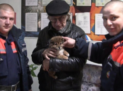 Спасатели Новошахтинска помогли щенку освободить голову из плафона
