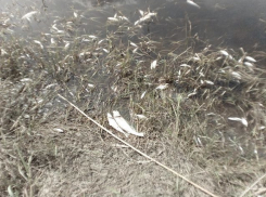 Ростовских чиновников обвинили в уничтожении целого поколения рыб ради нового стадиона