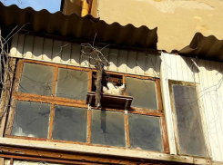 Уютным приспособлением для кота-«наблюдателя» заботливый хозяин порадовал жителей Ростова