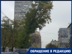 Ростовчане пожаловались на опасно нависшее над дорогой дерево