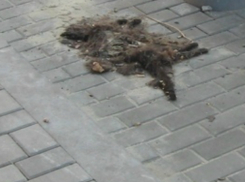 Ставшая частью дизайна обновленного центра Ростова мертвая кошка нагоняет тоску на местных жителей