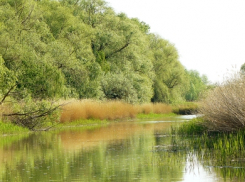 Природный парк «Донской»: уголки дикой природы в Ростовской области