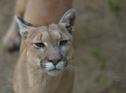 Ростовский зоопарк опубликовал график показательных кормлений животных на январь