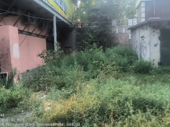 Ростовчане пожаловались на амброзию в разных районах города 