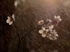 В Ростове ожидаются дождь и сильный ветер 18 мая