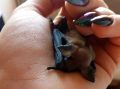 Затаившийся на балконе многоэтажки клыкастый «дракуленок» умилил ростовчан на видео