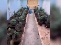 Ростовская полиция накрыла группу наркоторговцев с пистолетом и «дурман-травой»