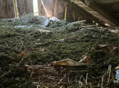 Выращивали сами: более 60 кг марихуаны полиция нашла дома у двух дончан