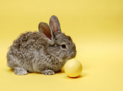 На Дону в парке «Малинки» дети сломали кролику все четыре лапы