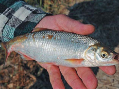 В Ростовской области промысел шемаи планируют разрешить в 2025 году 