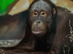 Орангутан Цезарь в ростовском зоопарке отпраздновал свой юбилей