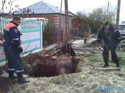 В Ростовской области лошадь вытащили из выгребной ямы 