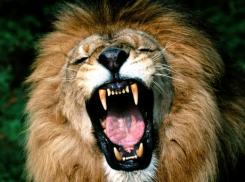 Разъяренный лев растерзал мужчину в зоопарке Ростова-на-Дону